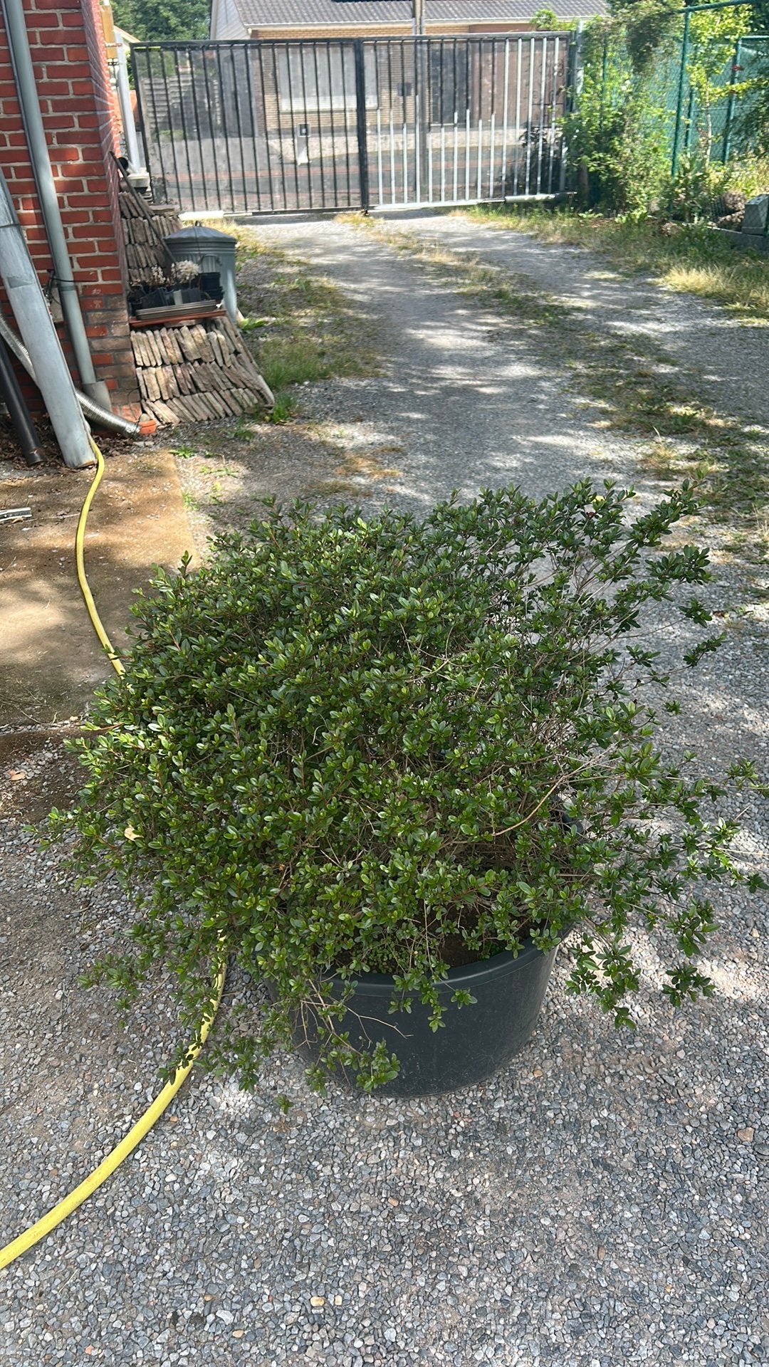 Azalea grote struik, Tuin en Terras, Planten | Struiken en Hagen, Ophalen, Struik