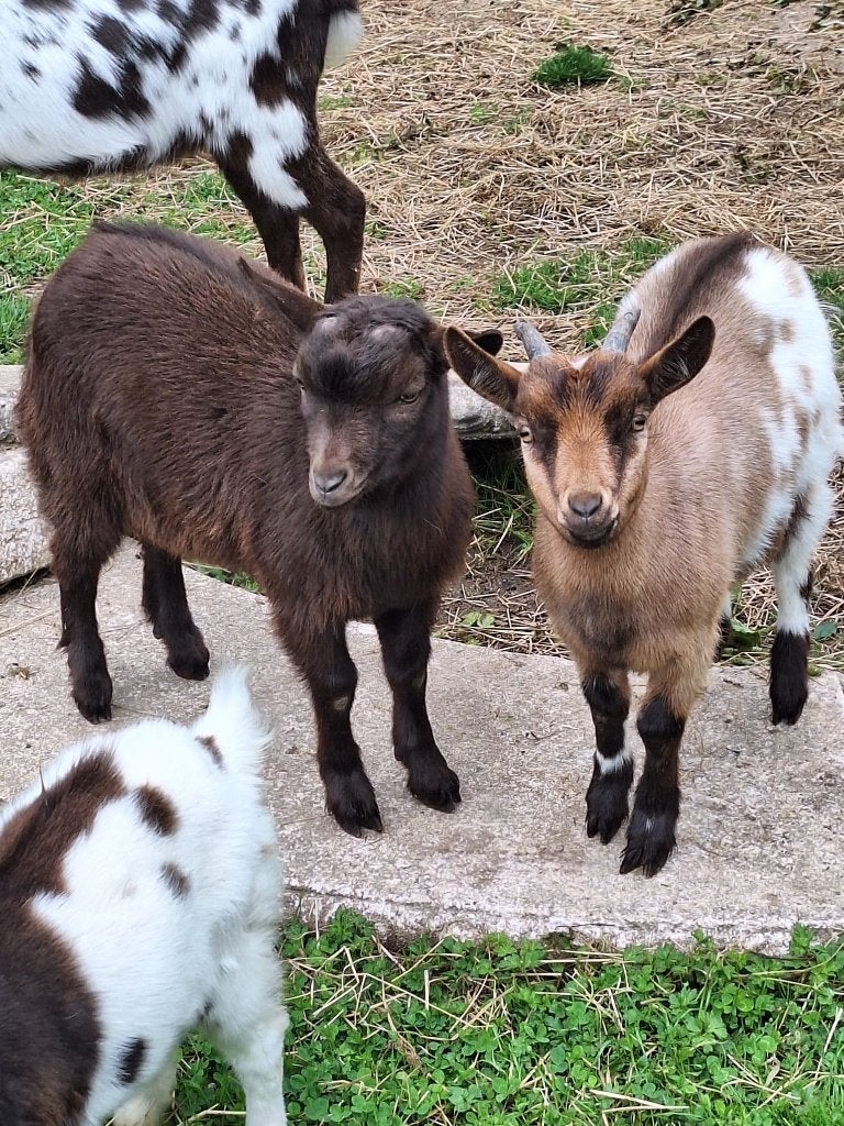 chèvres pygmées, Animaux & Accessoires, Moutons, Chèvres & Cochons, Plusieurs animaux, Chèvre, 0 à 2 ans