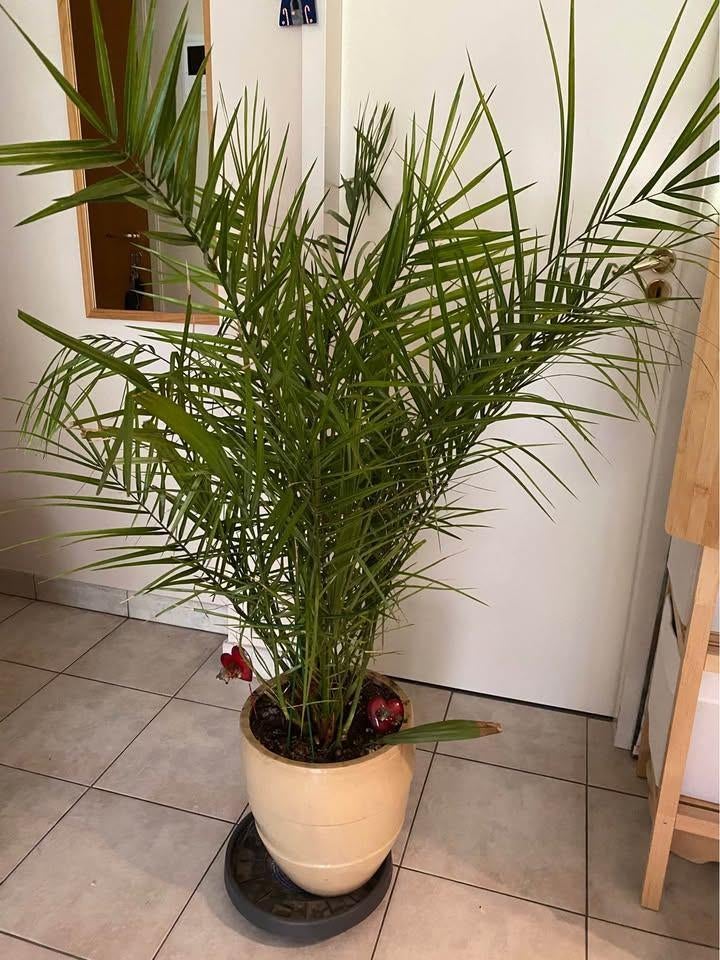 palmier et pot, Ophalen, Zo goed als nieuw, 70 cm of meer