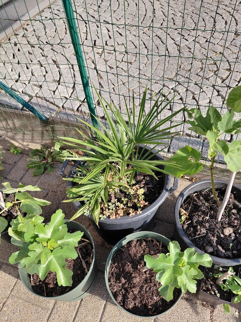 lot van 4 palmboom, Tuin en Terras, Minder dan 100 cm, Zomer, Palmboom, Ophalen