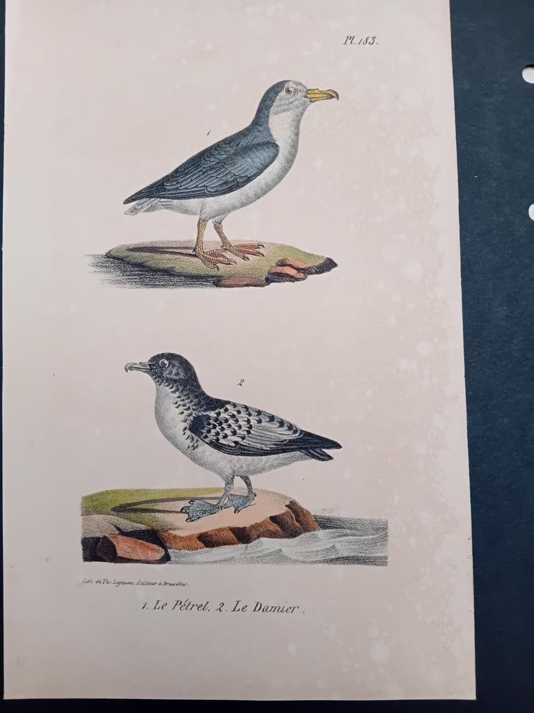 Antieke ets Le Petrel en Damier lot 151, Antiek en Kunst, Ophalen of Verzenden