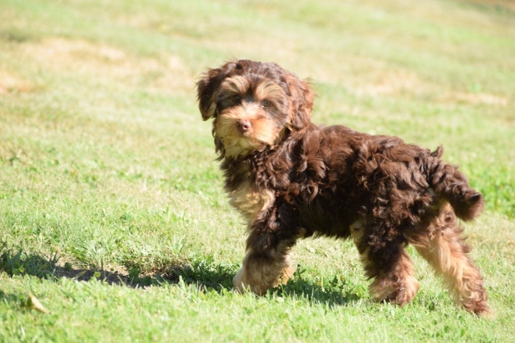 Chiot croisé Yorkshire, 15 semaines à 1 an, Maladie de Carré (chiens), Petit, Éleveur | Professionnel