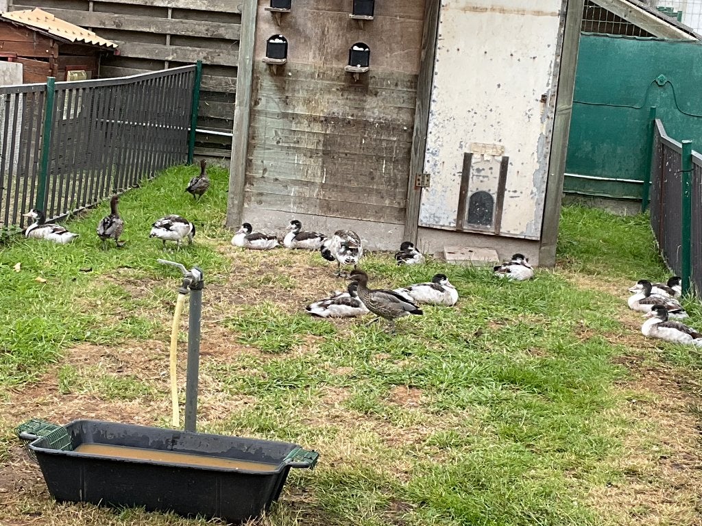 Watervogels, Maart, Meerdere dieren