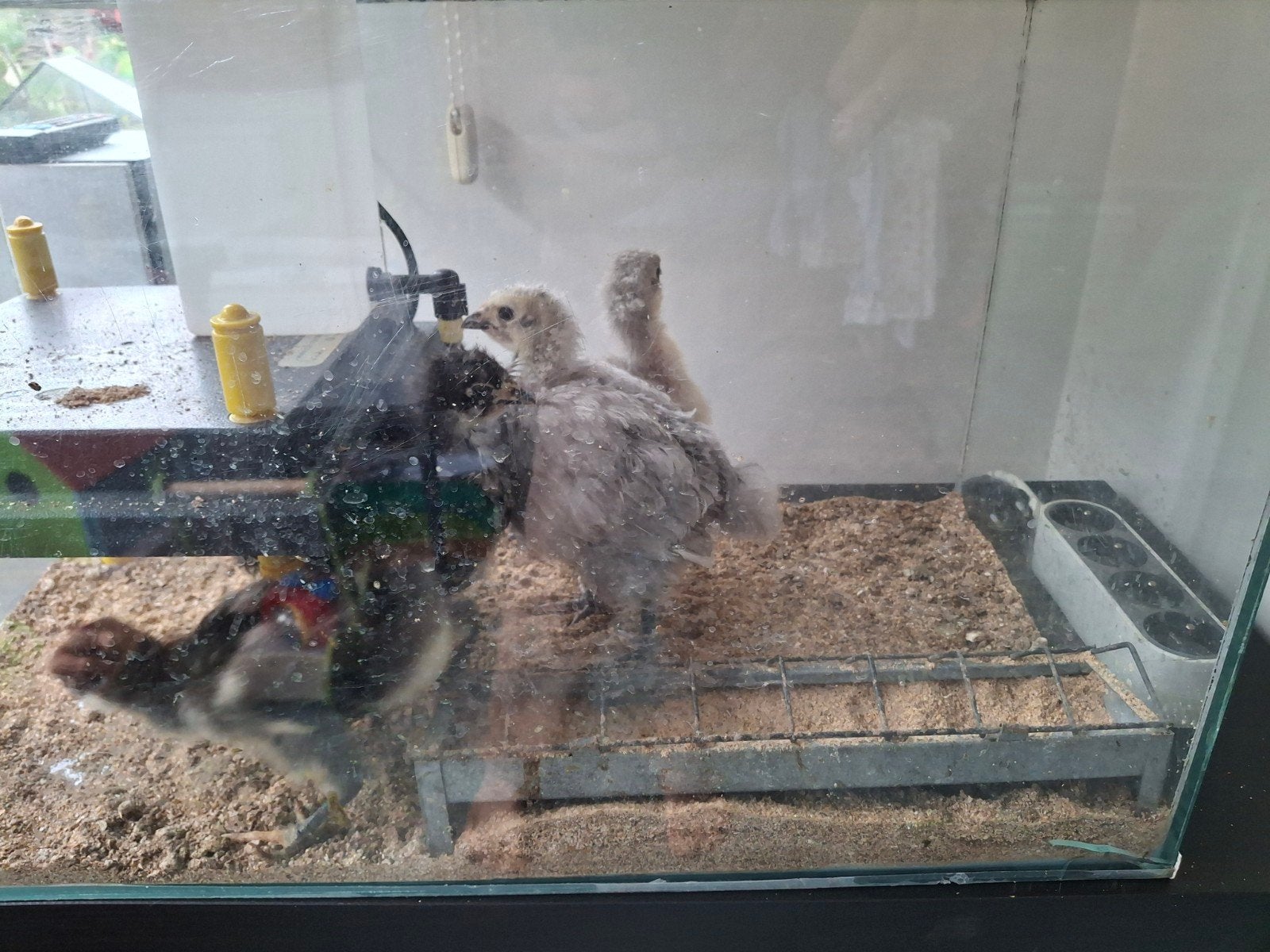Orpington hen, Dieren en Toebehoren, Vrouwelijk, Kip