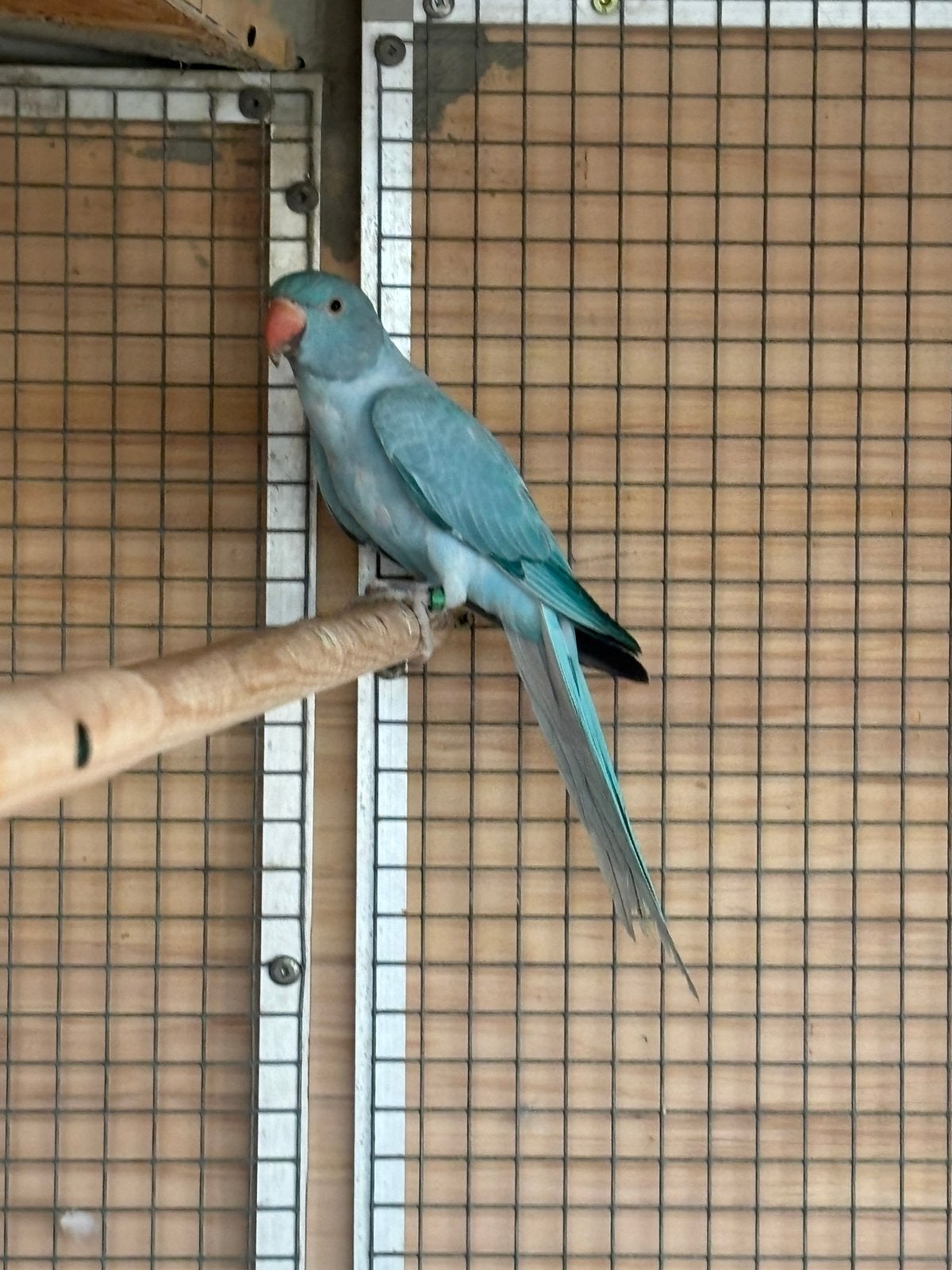Halsbandparkieten, Dieren en Toebehoren, Vogels | Parkieten en Papegaaien, Meerdere dieren, Geringd