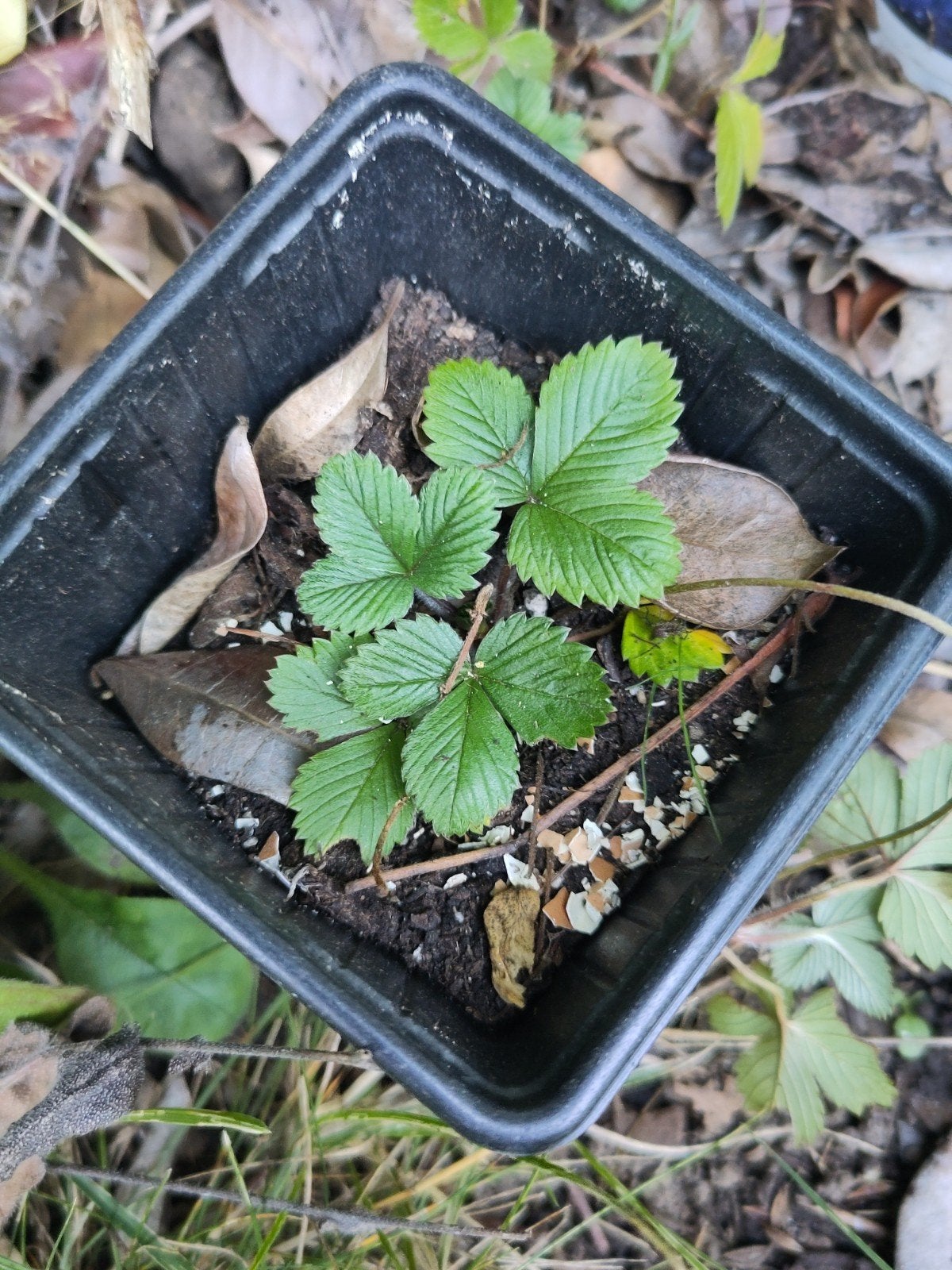 plants de fraisiers à donner, Enlèvement