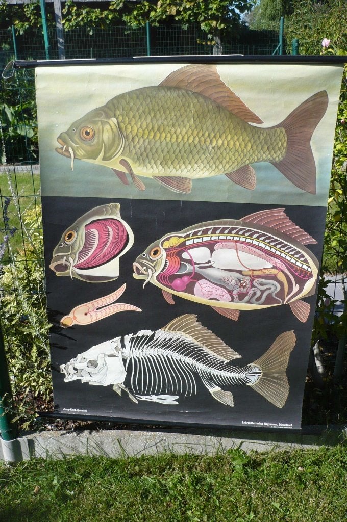 Schoolkaart met karper, Ophalen of Verzenden, Natuur en Biologie
