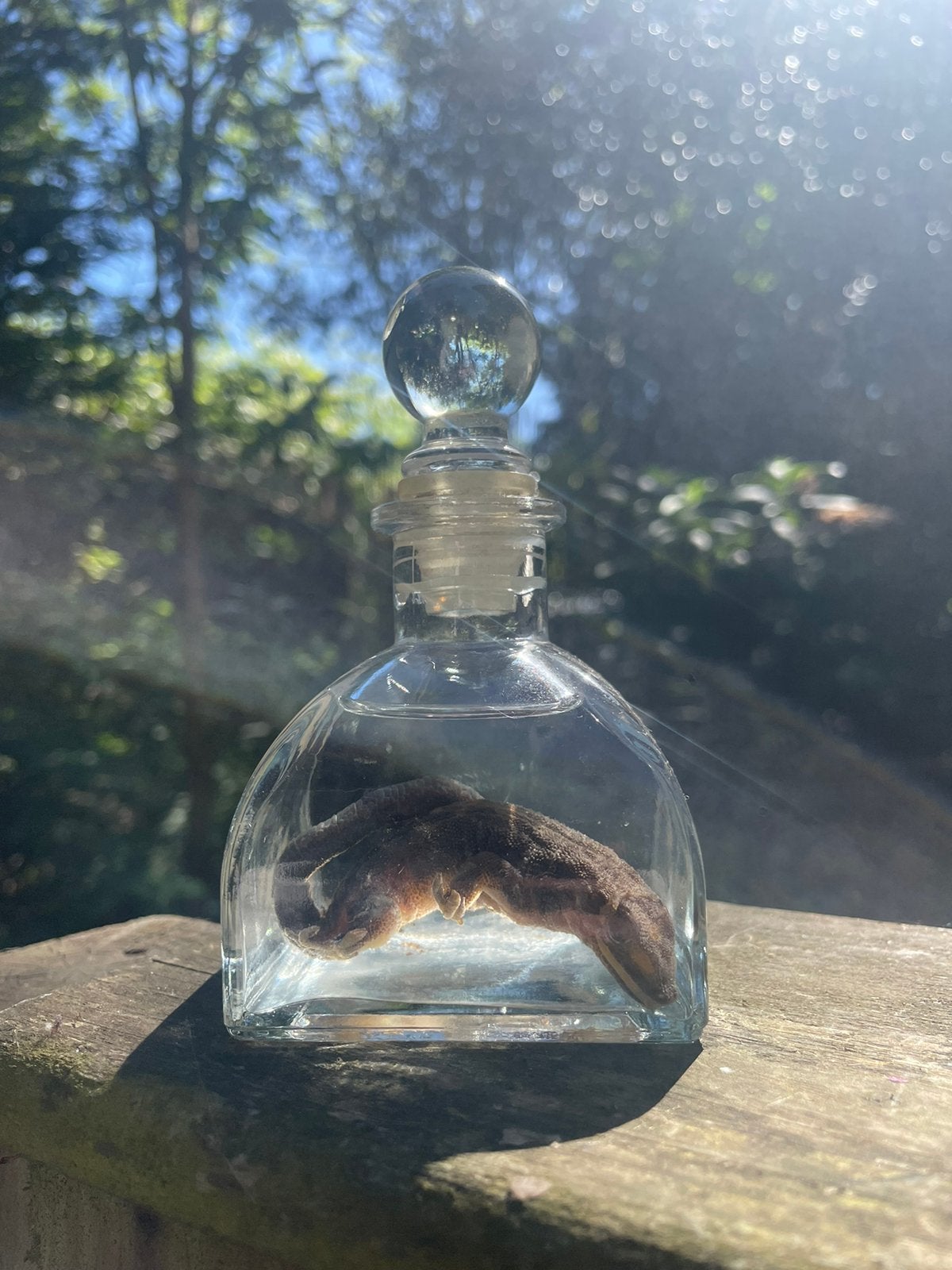 Wet specimen, Antiek en Kunst, Curiosa en Brocante, Ophalen of Verzenden
