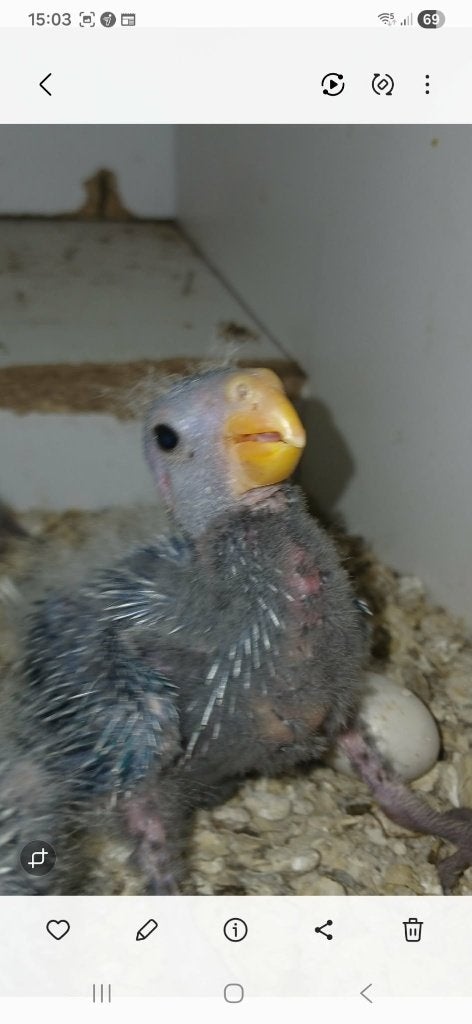 pennant rosella, Dieren en Toebehoren, Geslacht onbekend, Parkiet