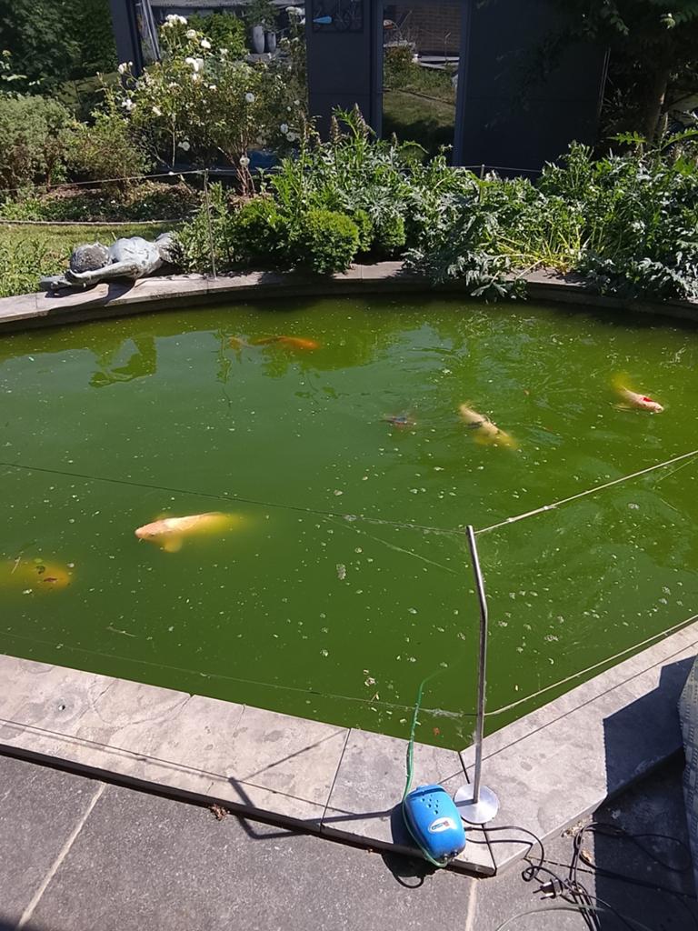 Japanse koi's