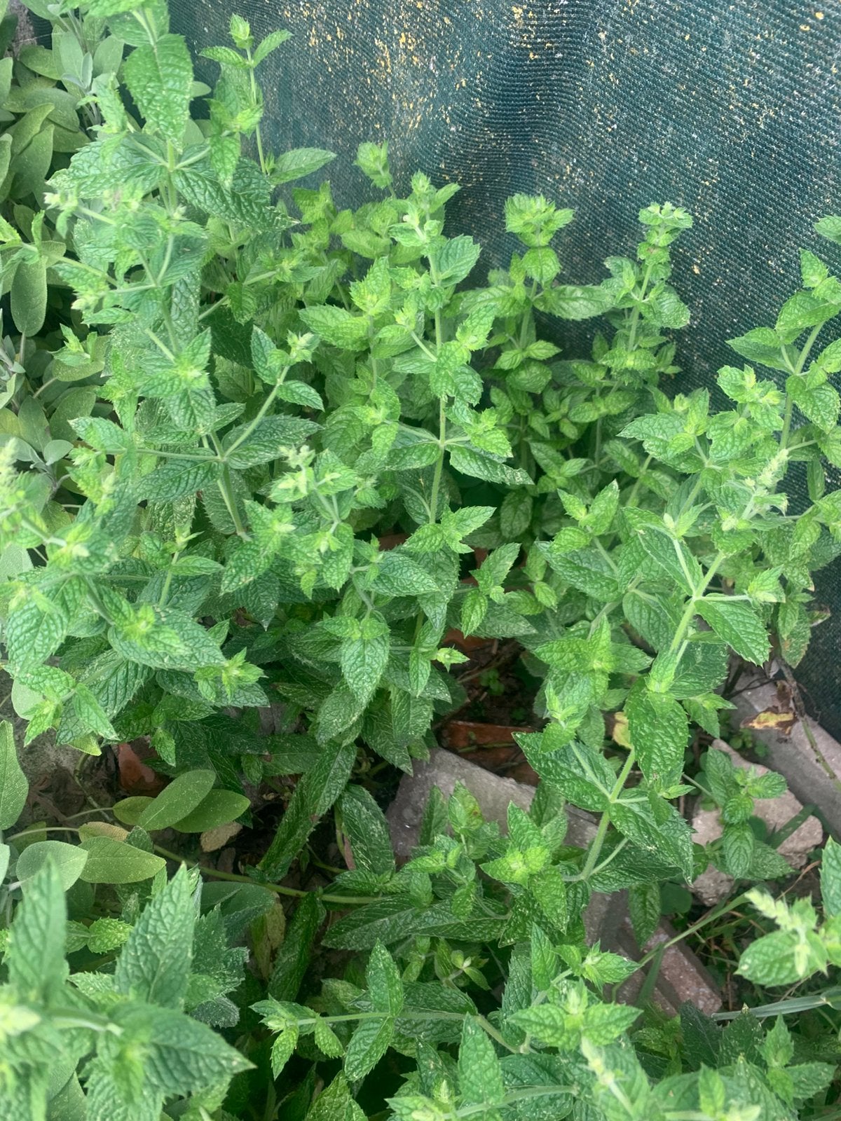 Bio munt blaadjes, Tuin en Terras, Ophalen