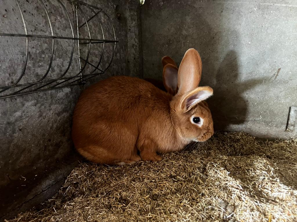 vaal van Bourgondië, Dieren en Toebehoren, Konijnen