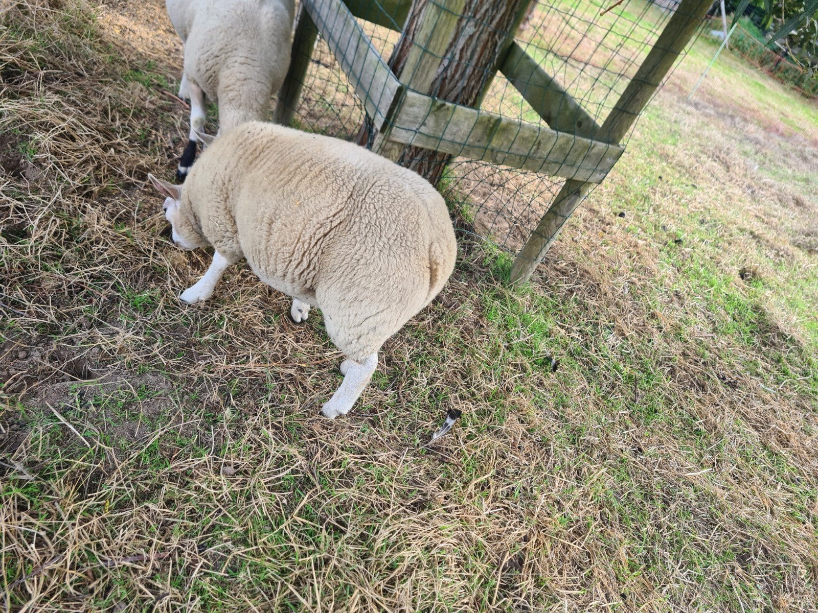 Moutons : agneaux à vendre, Mâle, Mouton, 0 à 2 ans