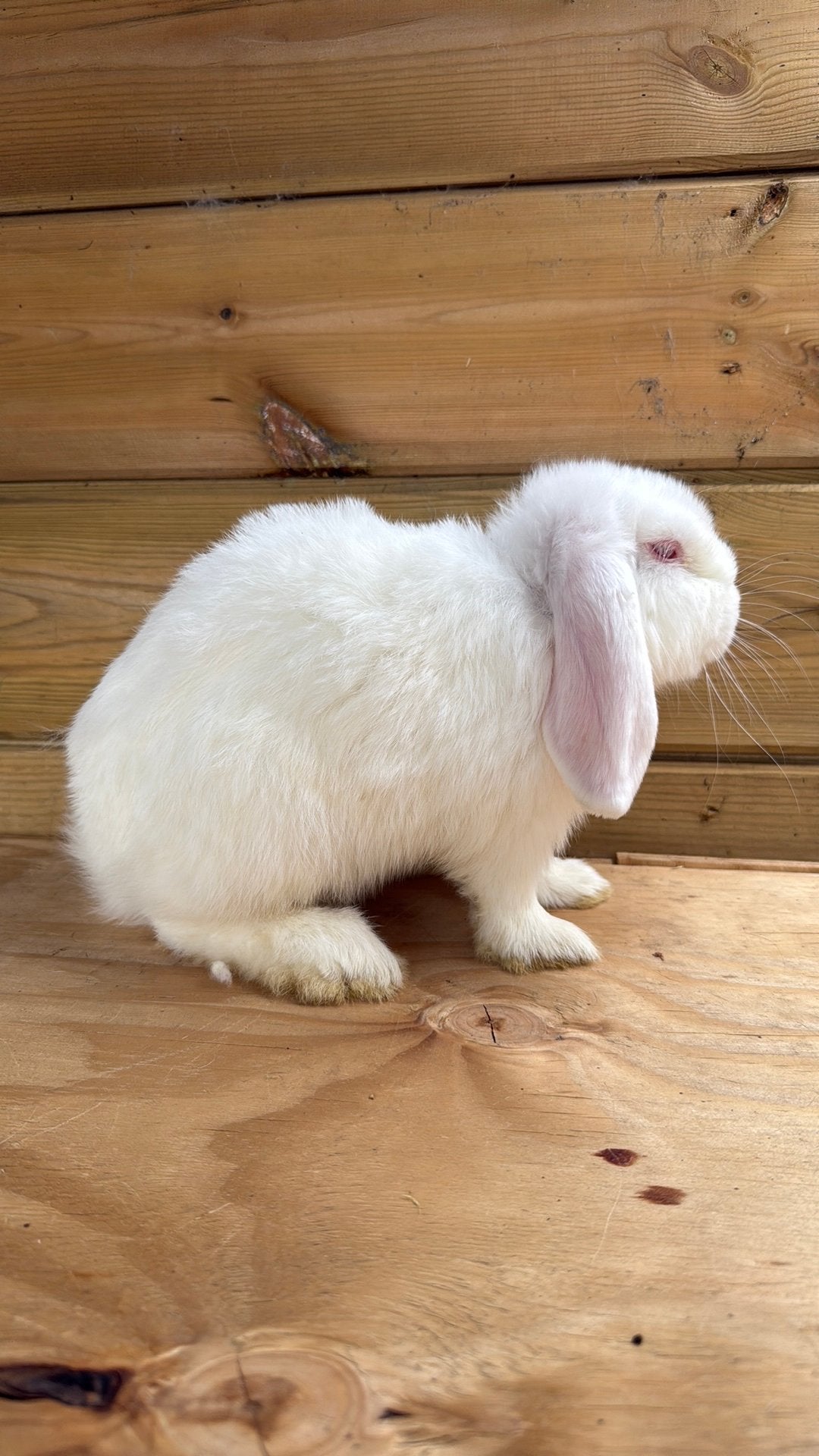 Nhd ram, Mannelijk, Dwerg, Hangoor, 0 tot 2 jaar