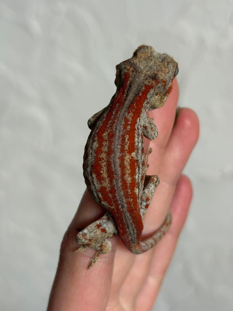 Red stripe gargoyle, Dieren en Toebehoren, Hagedis, Tam, 0 tot 2 jaar