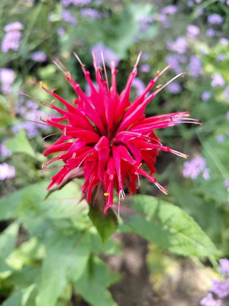 Monarde Cambridge Scarlet, Ophalen, Halfschaduw