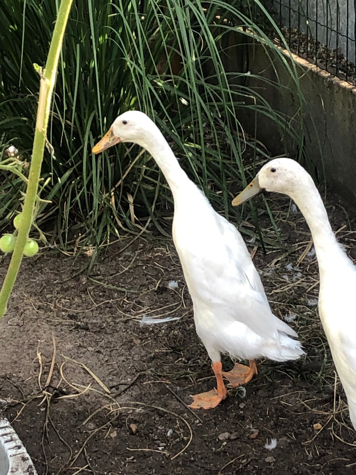 Indische loopeend woerd, Dieren en Toebehoren, Pluimvee, Eend