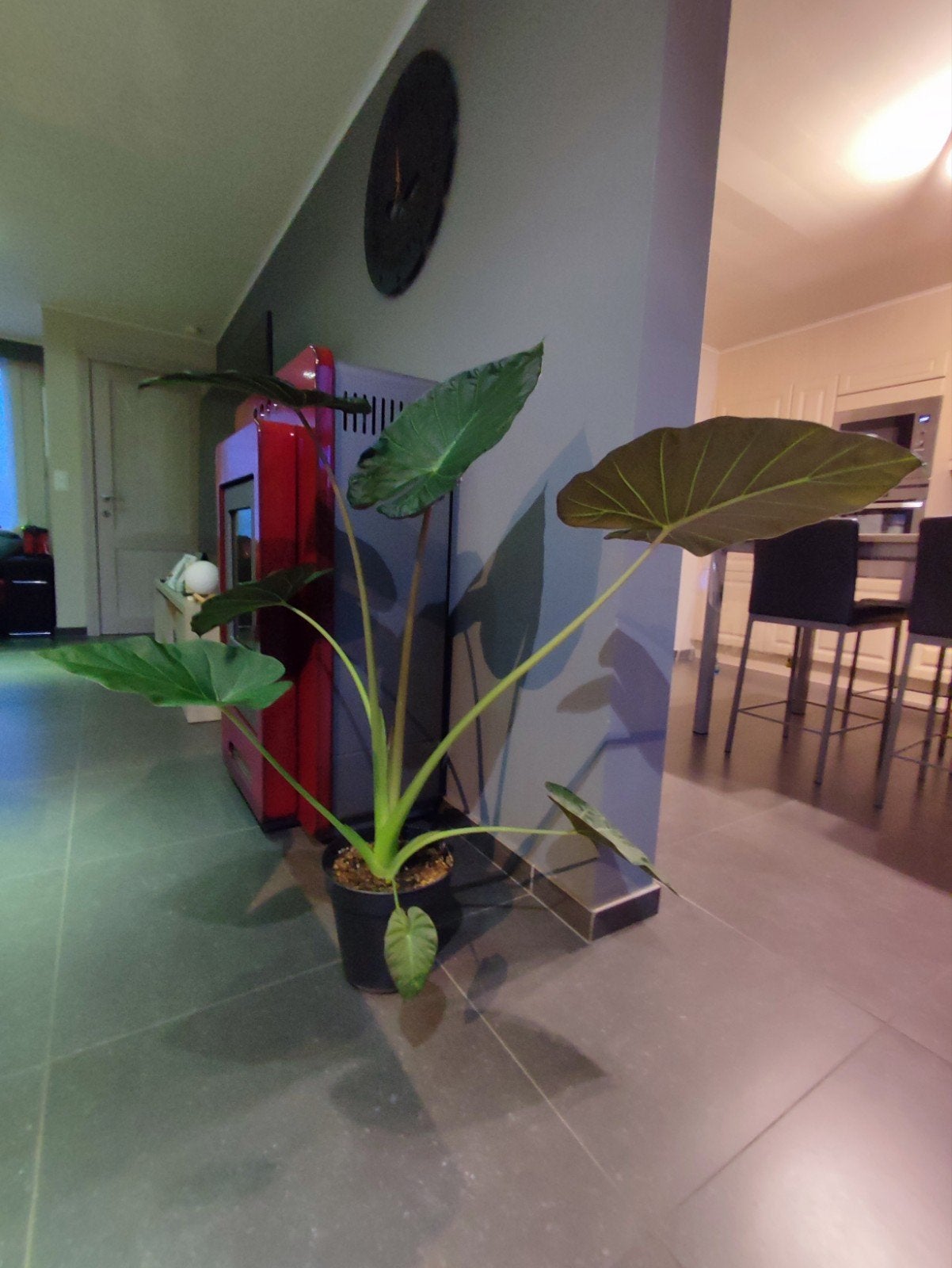 Alocasia/Oreille d'éléphant, Maison & Meubles, Enlèvement