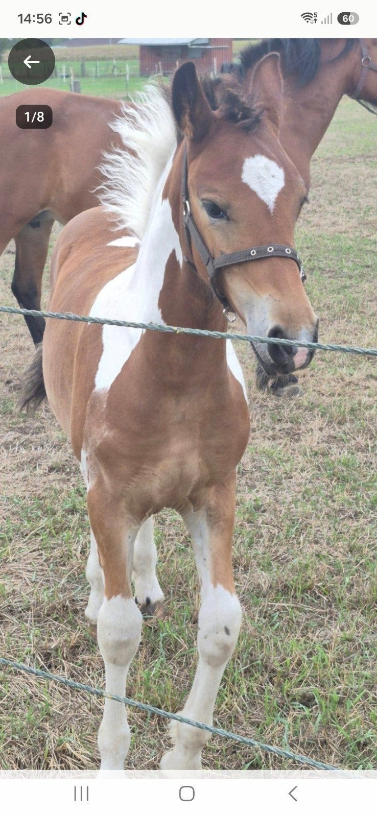 Poulain Pinto x Fries x Haflinger, Étalon
