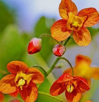 Epideum ' Orange Queen' of Elfenbloem, Tuin en Terras, Planten | Tuinplanten, Vaste plant, Bodembedekkers, Halfschaduw, Ophalen