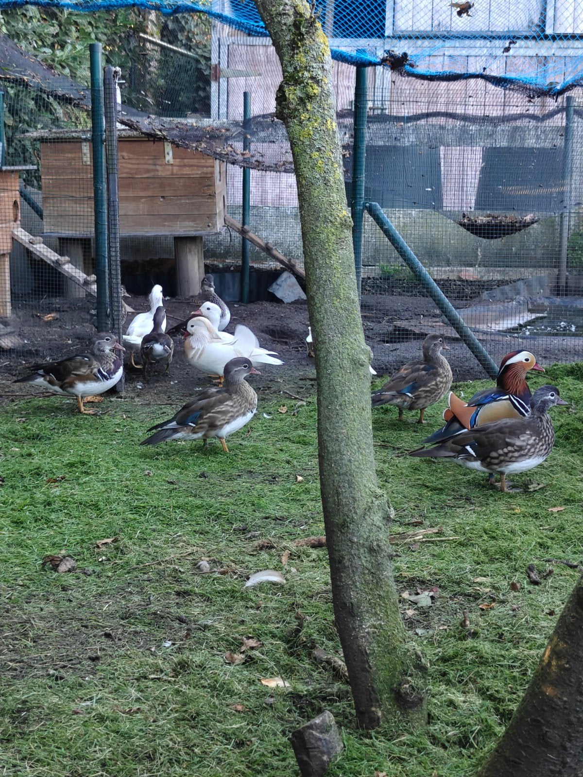 Mandarijneenden, Animaux & Accessoires, Plusieurs animaux, Canard