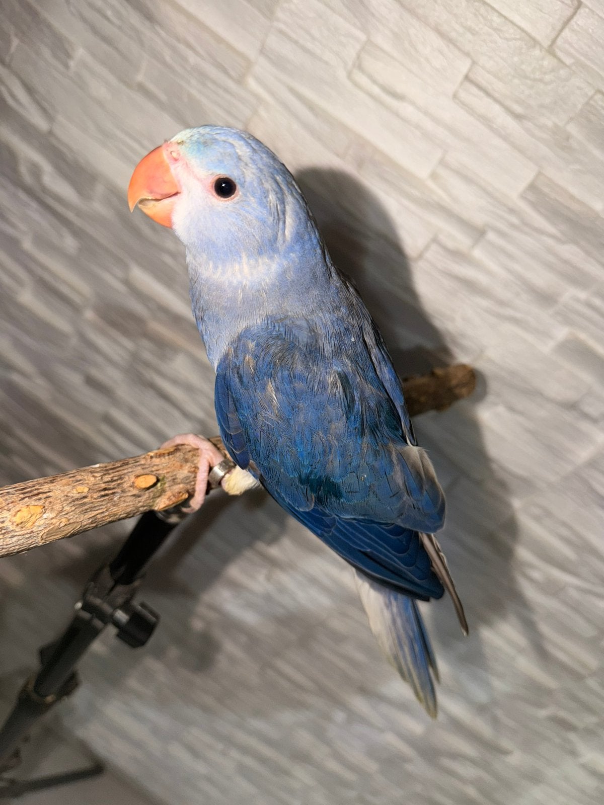 Perruche a collier, Animaux & Accessoires, Oiseaux | Perruches & Perroquets, Perroquet, Sexe inconnu, Parleur, Domestique, Bagué