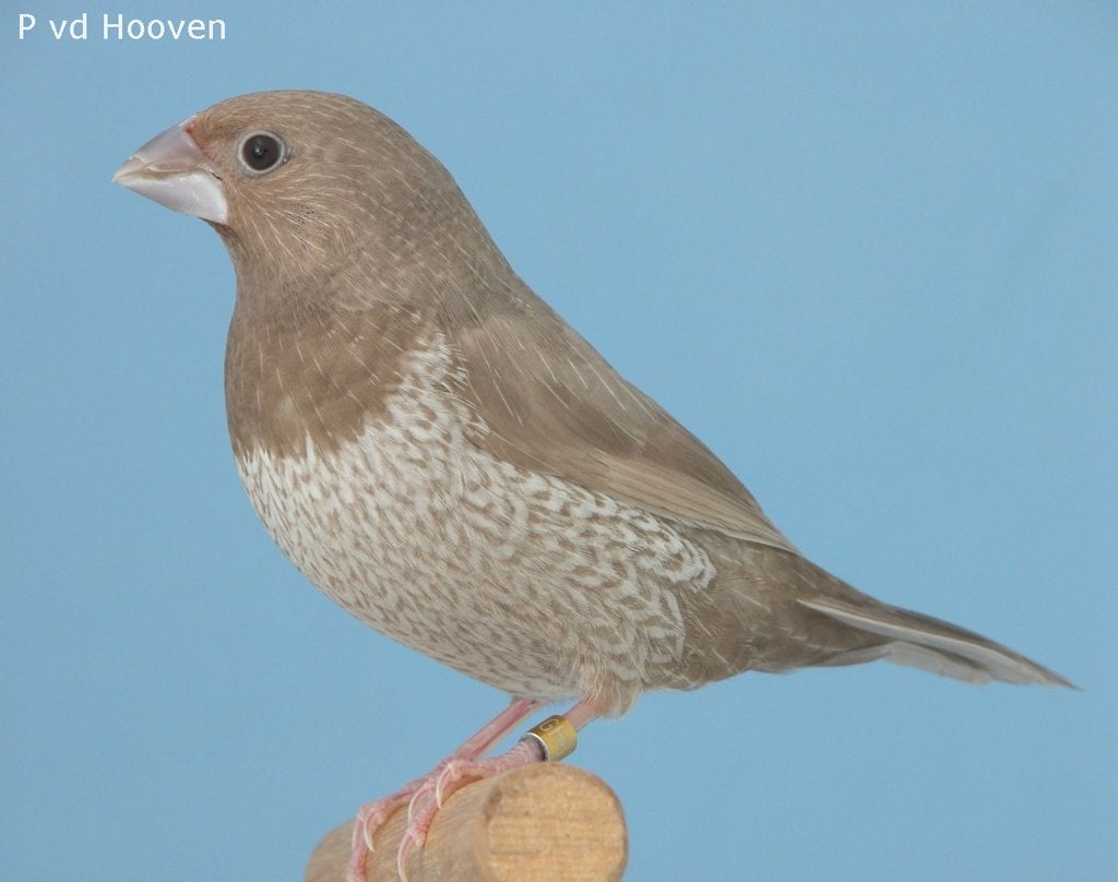Japanse meeuwtjes, Dieren en Toebehoren, Ophalen