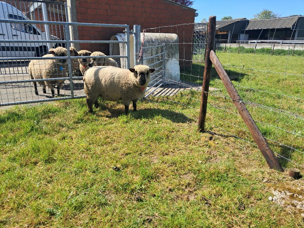 Hampshire down ooi, schaap, Mouton