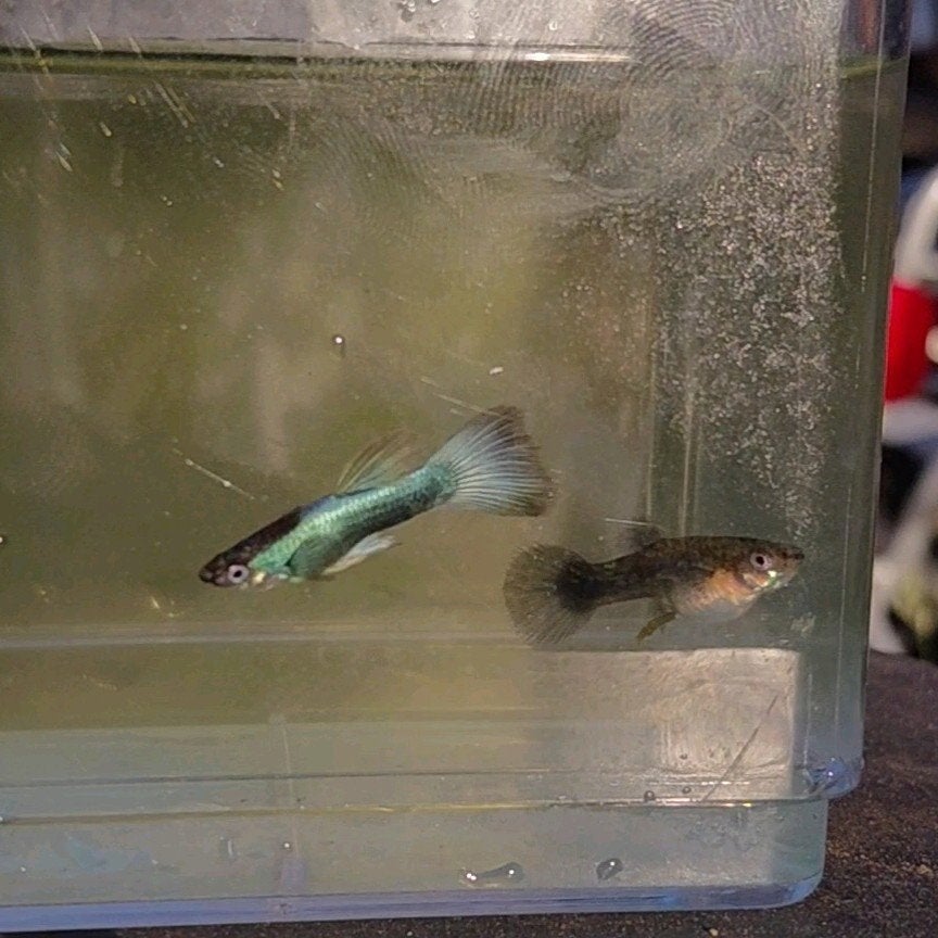 Eigenkweek guppy's