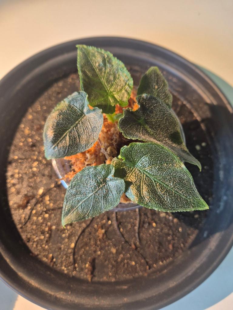 Alocasia Antoro velvet / Polly /Zebrina, Ophalen