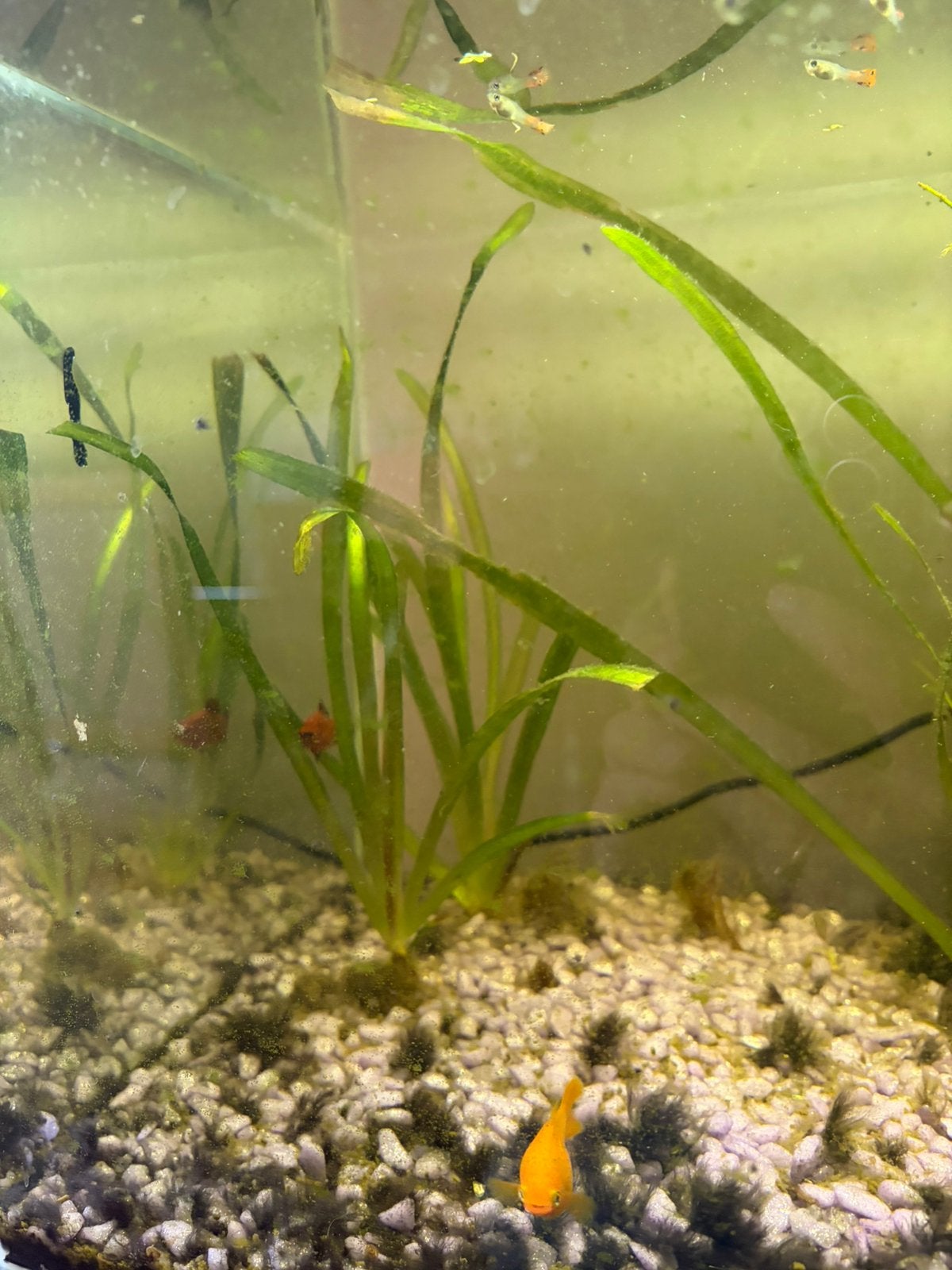 Vallisneria aquariumplant, Dieren en Toebehoren, Vissen | Aquariumvissen