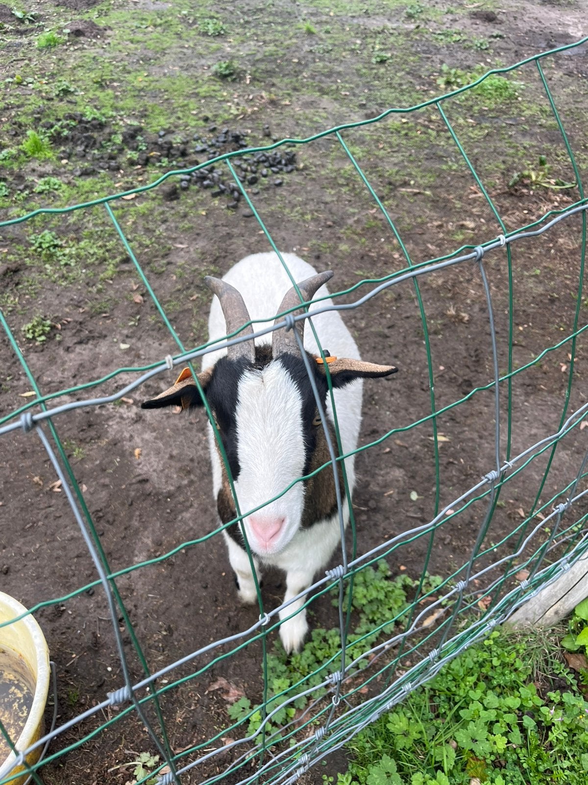 Dwerggeiten bok en mieke, Dieren en Toebehoren, Mannelijk, Geit, 3 tot 5 jaar