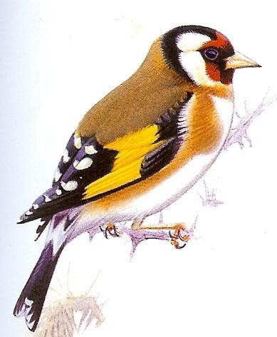 gezocht parva putter, Dieren en Toebehoren, Vogels | Overige Vogels, Wildzangvogel, Mannelijk, Tam, Geringd