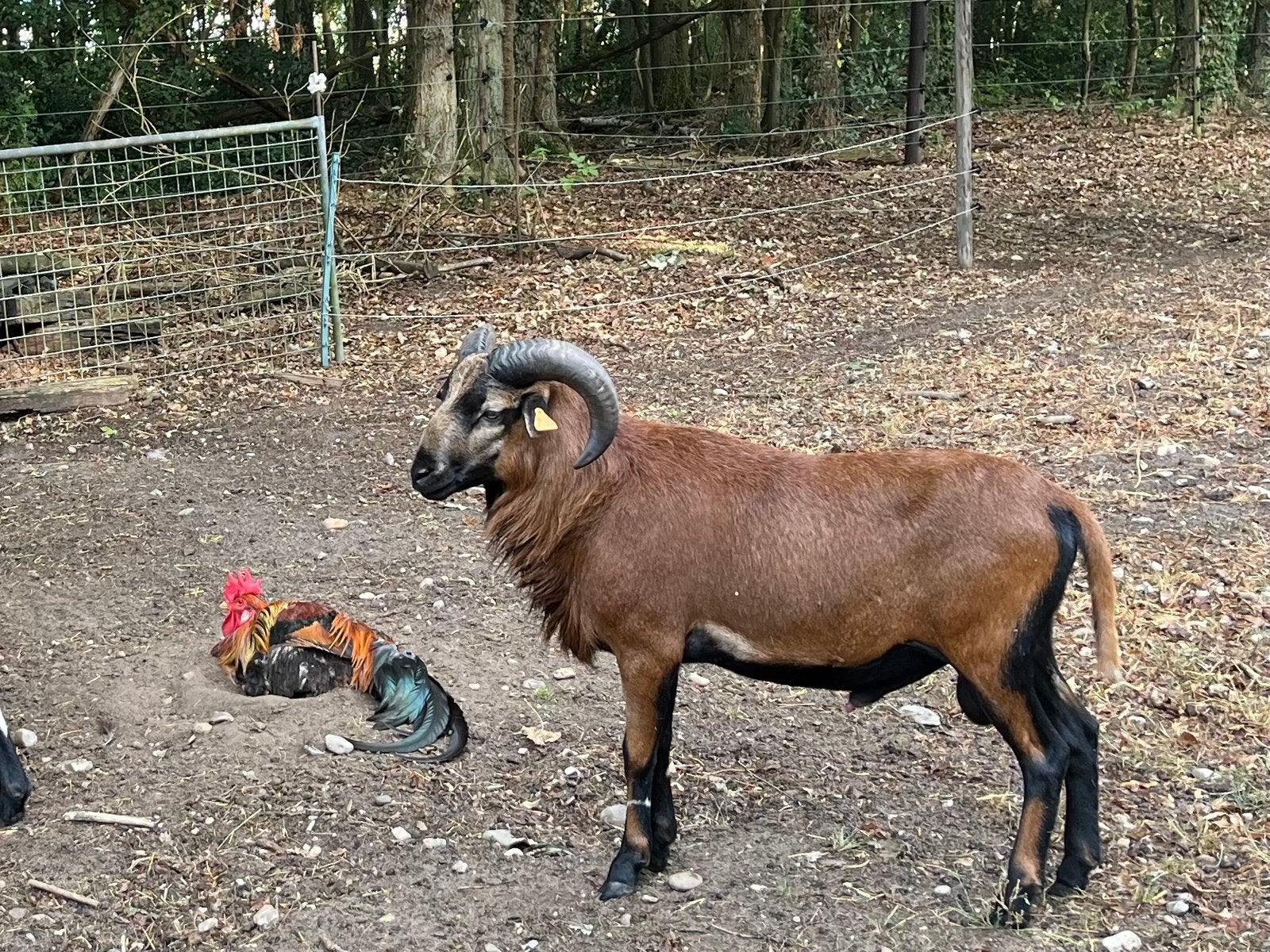 Prachtige kameroen dekram, Dieren en Toebehoren, Mannelijk, Schaap, 0 tot 2 jaar