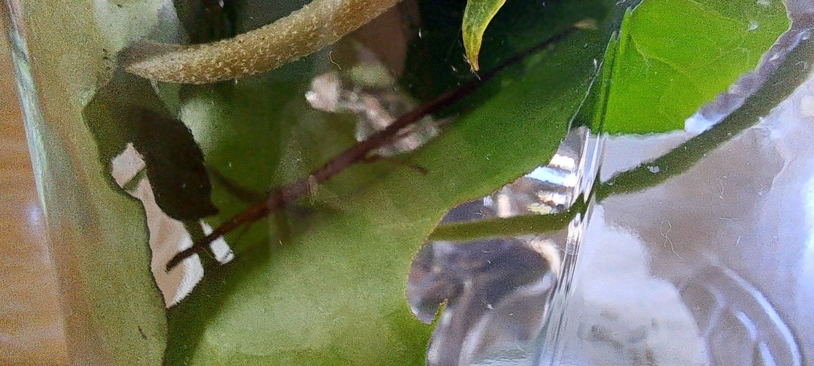 Gratis wandelende takken (3), Dieren en Toebehoren, Insecten en Spinnen
