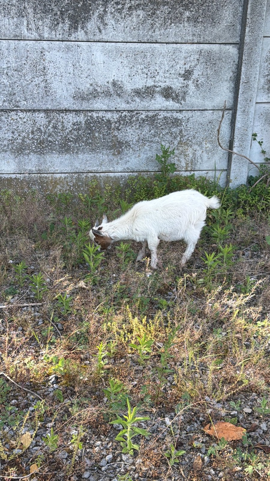 bokje, Mâle, Chèvre, 0 à 2 ans
