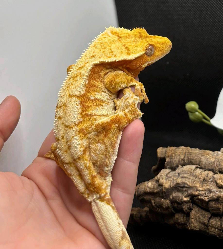 Sale! 0.1 RTB Red Drippy High White Tri wimpergekko vrouw, Dieren en Toebehoren