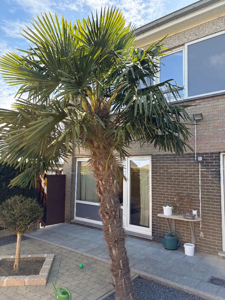 Chinese waaierpalm / Henneppalm, Enlèvement, Autres espèces, 100 à 250 cm