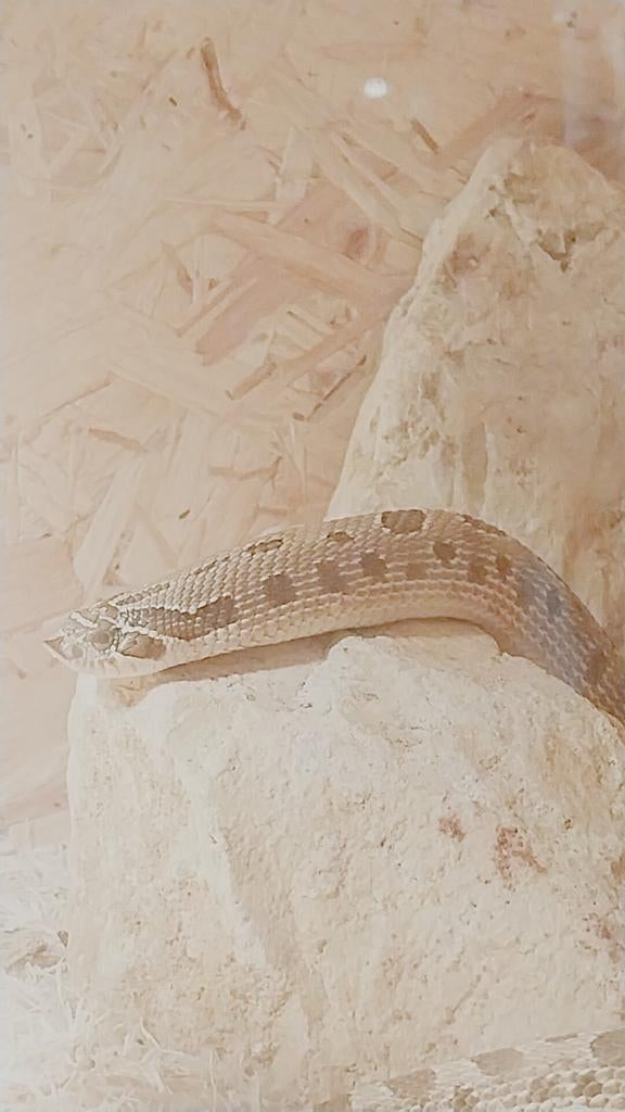 Mannelijke haakneusslang met osb terrarium, Serpent