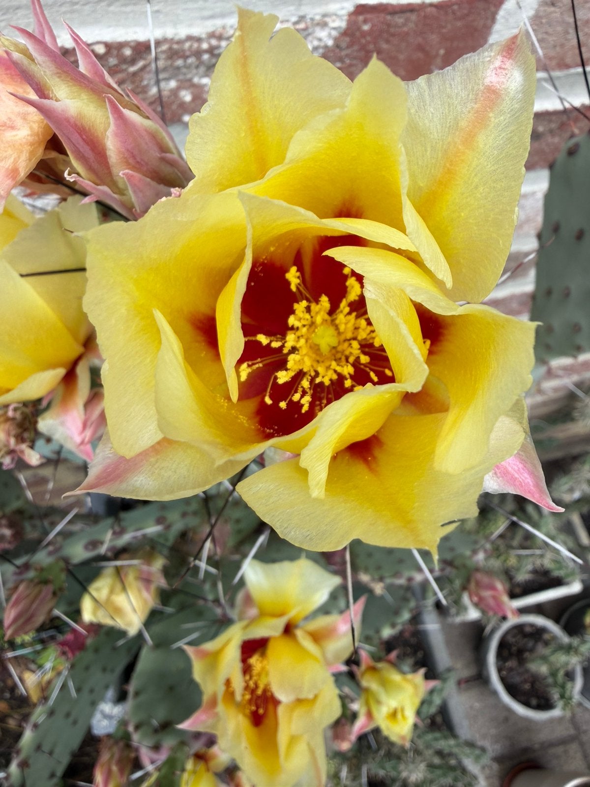 Winterharde cactussen die nu in bloem komen., Tuin en Terras, Ophalen