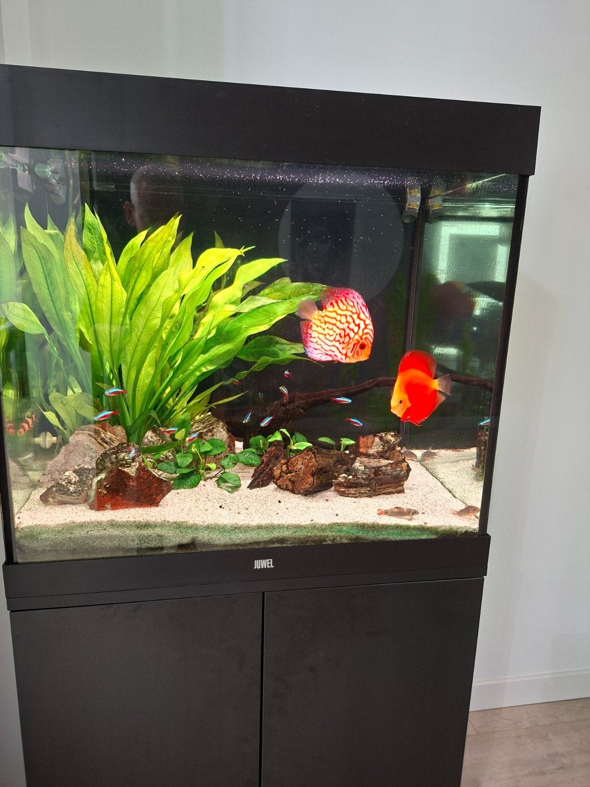 Aquarium juwel lido 200 met heel veel toebehoren, Dieren en Toebehoren, Ophalen, Filter, Eheim