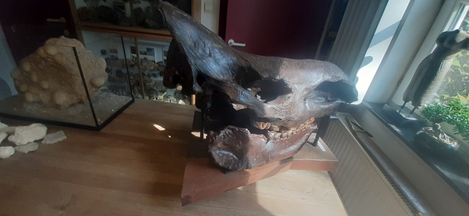 Rhinocéros laineux du Pléistocène, Enlèvement