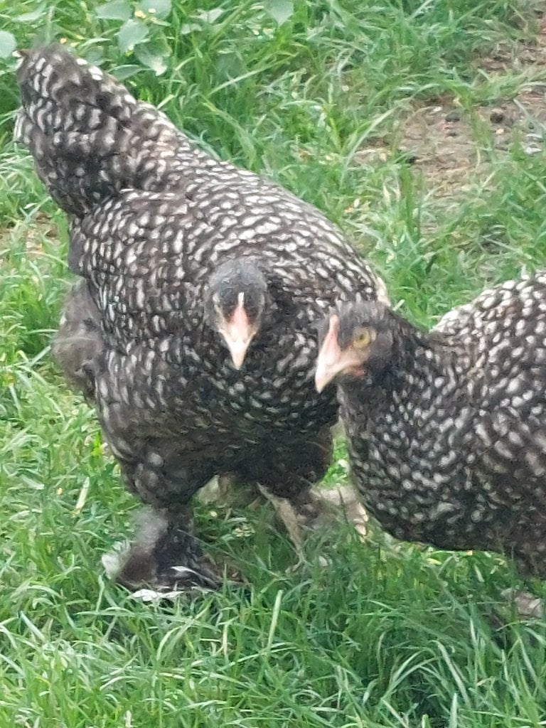 Jonge Mechelse koekoek kippen, Kip