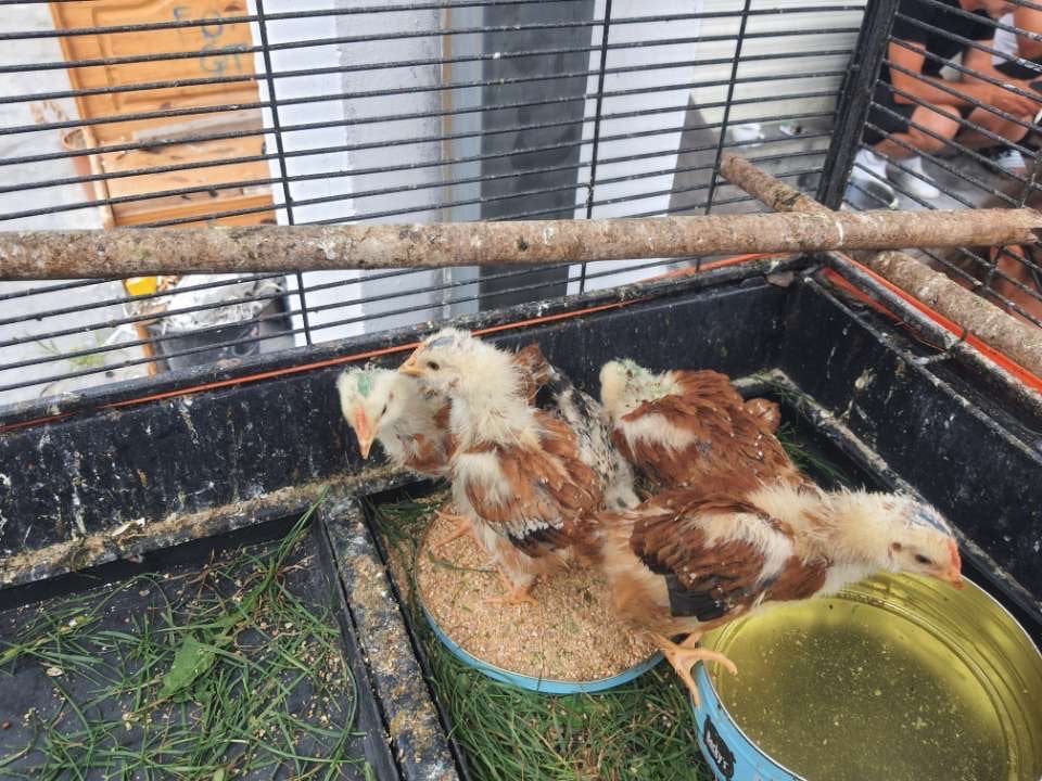 5 poussins de poulet à vendre, Plusieurs animaux, Perroquet