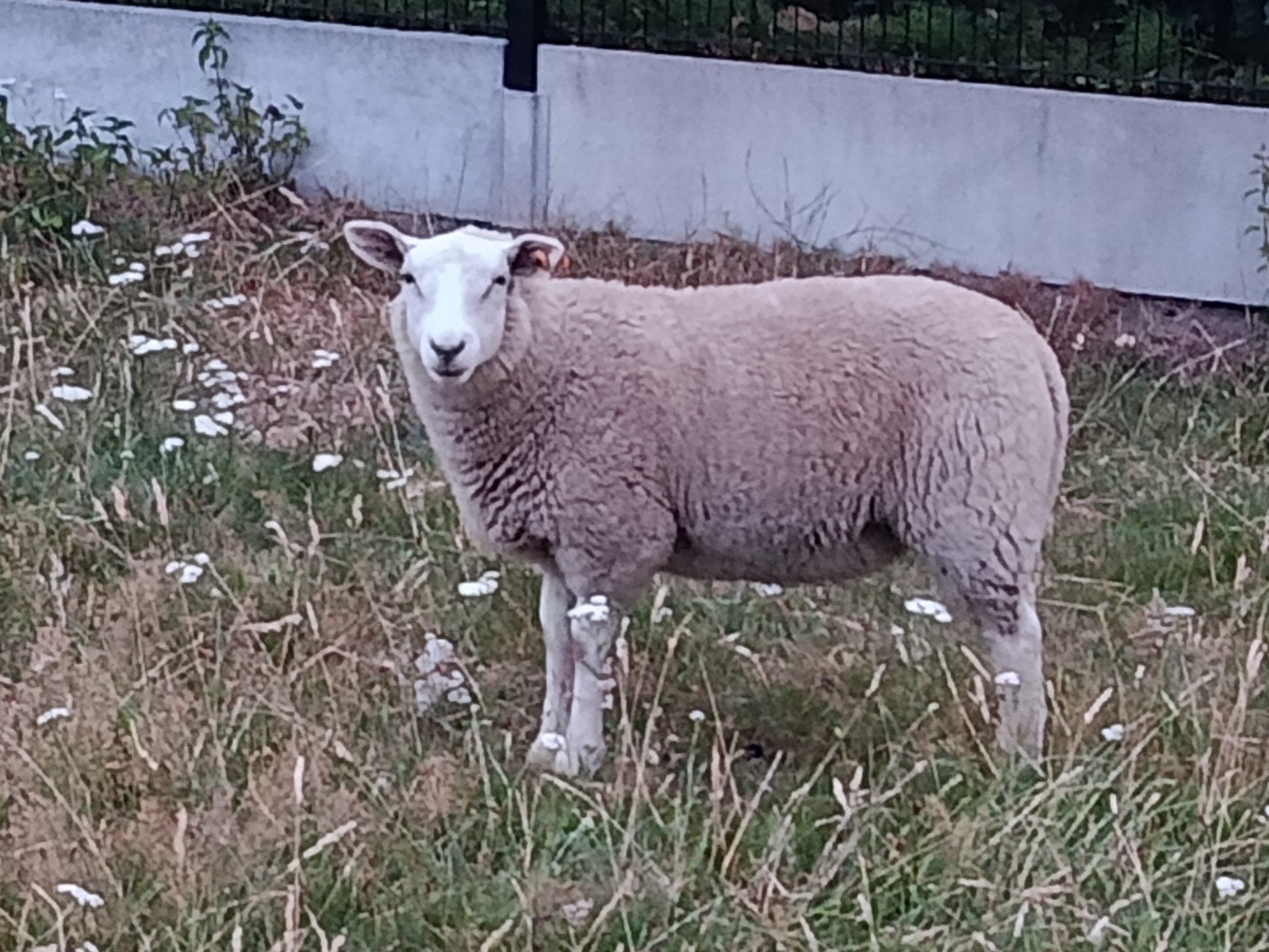 ooilam, Dieren en Toebehoren, Schapen, Geiten en Varkens