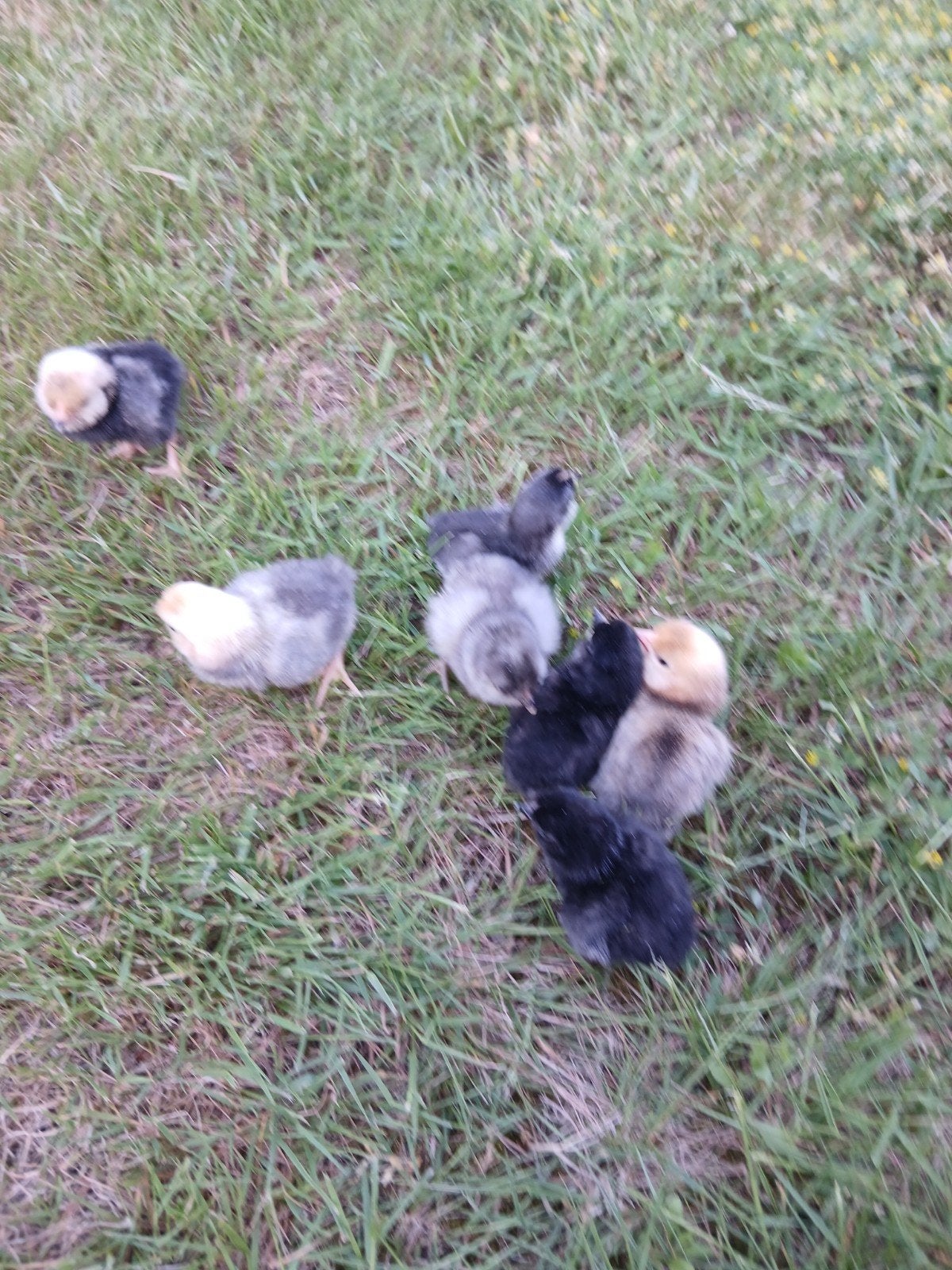 Kuikens van watermaalse baardkrielen, Dieren en Toebehoren, Pluimvee, Geslacht onbekend, Kip