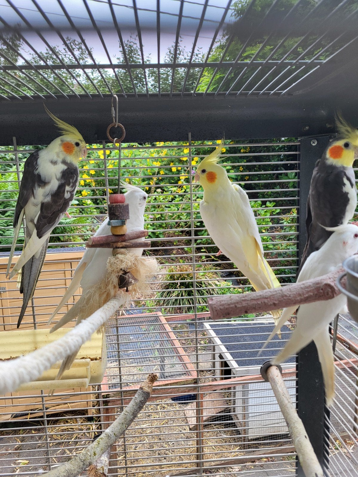 Valkparkieten, Dieren en Toebehoren, Vogels | Parkieten en Papegaaien