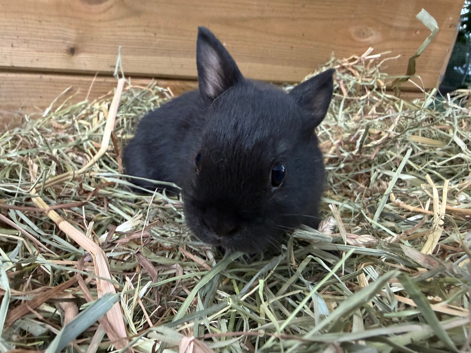 Kleurdwerg voedster, Femelle, Nain, 0 à 2 ans