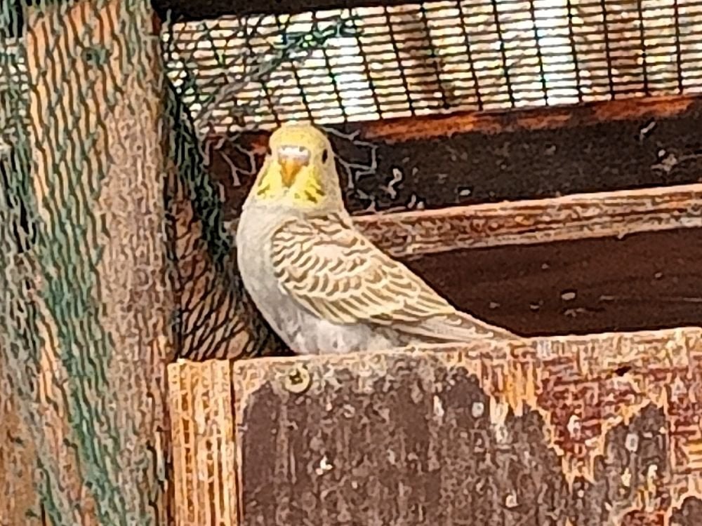 jonge parkiet, Dieren en Toebehoren, Parkiet