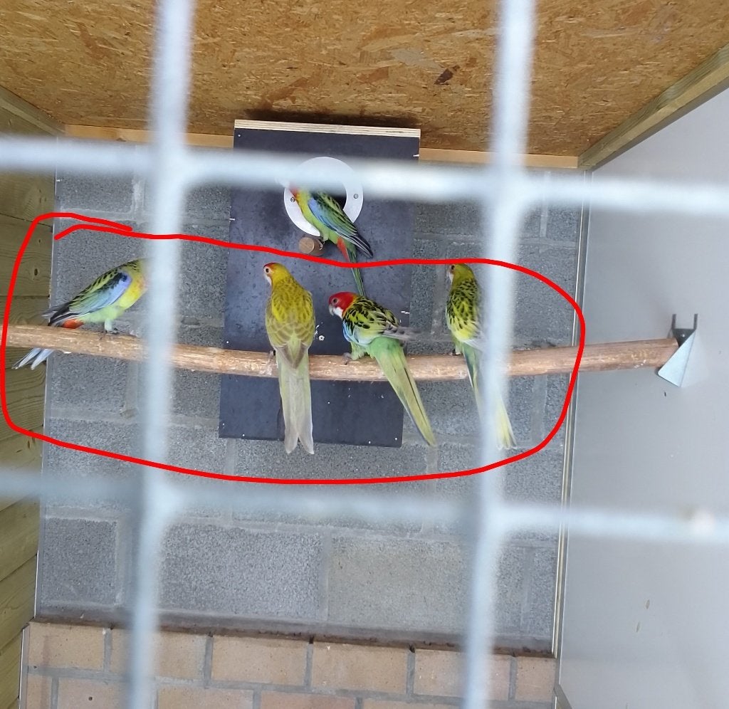 Rosella koppel, Plusieurs animaux, Perruche, Bagué
